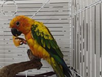 11 aylık güneş konur