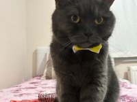 British Shorthair 2 Yaşında