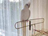 Albino Sultan Papağanı Cinnamon