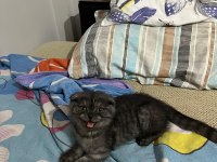 3 Aylık Scottish Fold Yavrumuz