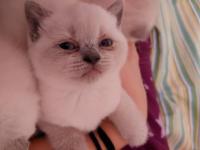 Yavru Kedilerimiz Yeni Yuvalarını Arıyorlar