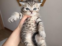 British shorthair yavru