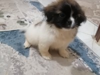 Pekinez Dişi Yavrumuz