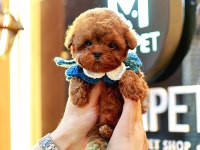 Toy poodle yavrum