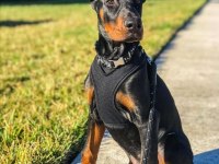 Efsane biblo gibi estetikli teslime hazır doberman yavrular