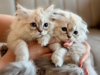 2 Aylık Yavru Chinchilla Melezi Kedimiz