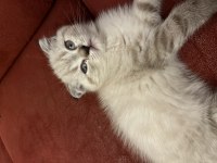 50 Günlük Bluepoint Yavru Kediler