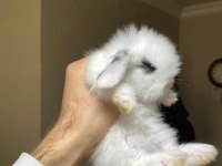 Hollanda Lop Tavşanlar Her İle Gönderilir Kafesleri İle Birlikte