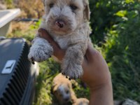 Yeni Yuvaya Hazır 5 Erkek Maltipoo Yavrumuz