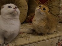 Scottish fold munchkin