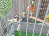 Acil 2 Yavru Muhabbet Kuşu Acil Satılık