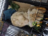 Erkek hollanda lop tavşanı