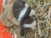 Orjinal hollanda lop tavşanı