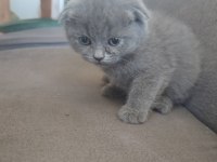 Yeni Yuvalarına Hazır Kediler