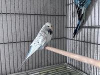 Show Jumbo Çift Muhabbet Kuşu