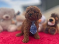 Safkan Irk Ve Sağlık Garantili Toy Poodle