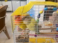 Sultan (cennet) papağanlarımıza yuva arıyoruz