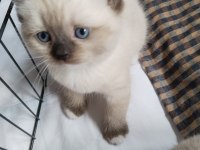 Minik ragdoll patilerimiz sevgi dolu ailelerini bekliyor