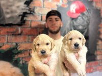 Burkem çiftliğimizden a kalite golden retriever