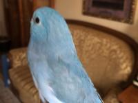 El Beslemeye Uygun Forpus Yavrular