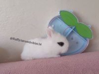 Sürme Göz - Cüce Tavşan Hotot