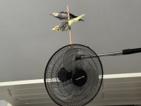 Eli Alışık Takım Sultan Papağanları