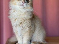 Safkan british bebeklerim yuvalarına gitmeyi bekliyor