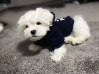 Harika maltese köpeği