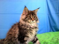 İlloai Ve Arthur Eşleşmesi En İri Şecereli Safkan Maine Coon