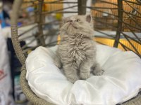 Bebek British Longhair