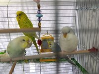 Çok Güzel Ve Yakışıklı Kuşları Sahiplendirmek İstiyorum