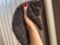 British Shorthair Yavru Kediler