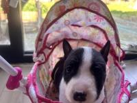 A Şecereli Minyatür Bull Terrier