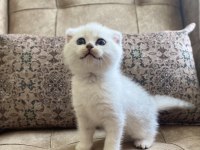 Scottish fold shorthair silver shaded ns11 bebeğimiz.