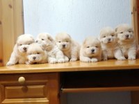 Chow chow yavruları için ulaşın