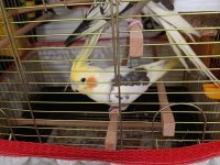 Ele Alışkın Isırma Bilmezler Evcil Çok Güzel Çift Sultan Papağanı