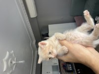 Scottish Ve British Yavrular