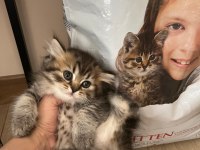 Orjinal Irkta Nadir Bulunan Bir Cins British Longhair