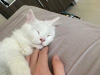 Kedimizi ücretsiz sahiplendiriyoruz