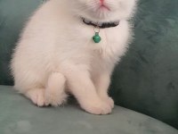 British shorthair kedilerimiz