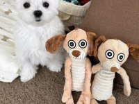 Maltese terrier sıfır numara ev doğumlu yavru köpeklerim