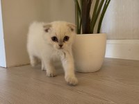 2 aylık hazır yavru kedilerimiz