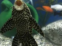 A Kalitesi İki Adet Büyüyebilen Vatoz