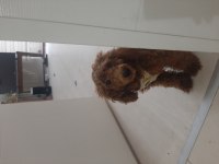 Red Brown Toy Poodle 7 Aylık