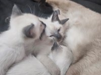 Mükemmel Güzellikte Siyam Kedisi Kızlarım