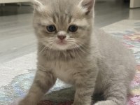 Pek Yakışıklı British Shorthair Oğlumuz