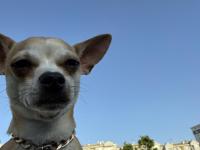 Şivava Oğlumuz Kaju Yeni Yuvasını Arıyor