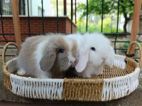 35 40 günlük hollanda teddy lop tavşan yavrular