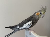 Sultan Papağanı Sahiplendirilecek