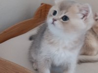 British Shorthair Safkan Kediler